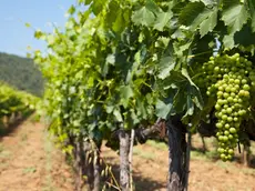 Colline del Prosecco nel mirino per l'irrigazione con l'acqua dell'acquedotto
