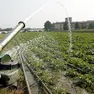 L'irrigazione sarà contingentata nell'ambito del Consorzio di Bonifica Piave