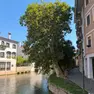 Il platano