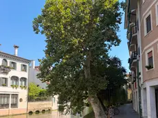 Il platano