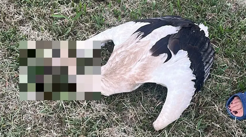 Una cicogna investita da un'automobile