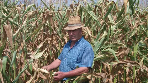 In Veneto caldo e siccità mettono in ginocchio l'agricoltura
