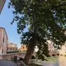 Il platano in Riviera Comisso