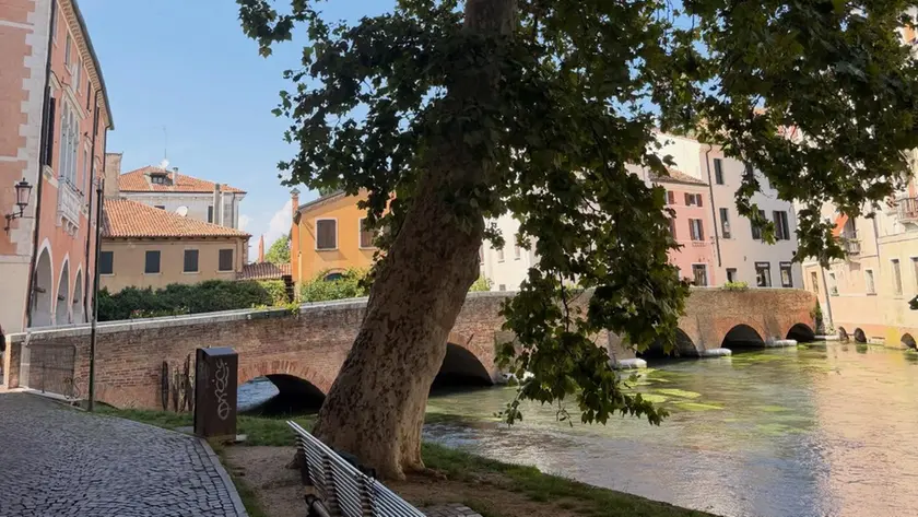 Il platano in Riviera Comisso