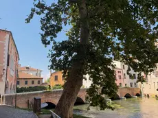 Il platano in Riviera Comisso