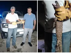 La lucertola messicana trovata a Barbona, nella Bassa padovana