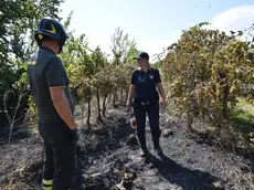 Sopralluogo di polizia e pompieri nel vigneto incendiato