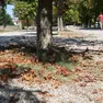 Il verde urbano sulle Mura mostra i segni della sofferenza per il caldo estremo
