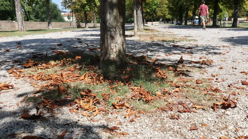 Il verde urbano sulle Mura mostra i segni della sofferenza per il caldo estremo