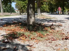 Il verde urbano sulle Mura mostra i segni della sofferenza per il caldo estremo