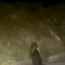 Una foto dell’orso catturata da un automobilista a inizio mese