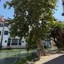 Il platano in Riviera Comisso nel centro di Treviso