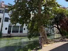 Il platano in Riviera Comisso nel centro di Treviso