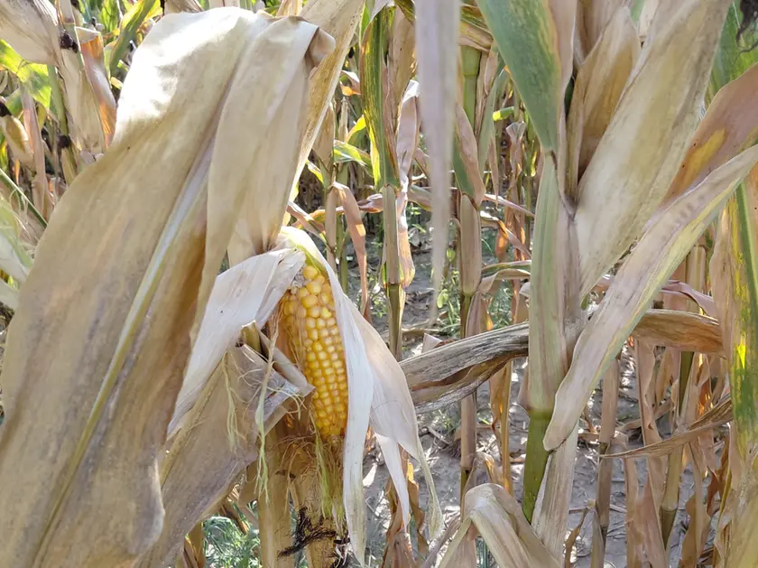 Siccità, danni per mezzo miliardo per l'agricoltura veneta