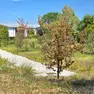Siccità a Castelfranco, volontari innaffiano gli alberi per salvarli