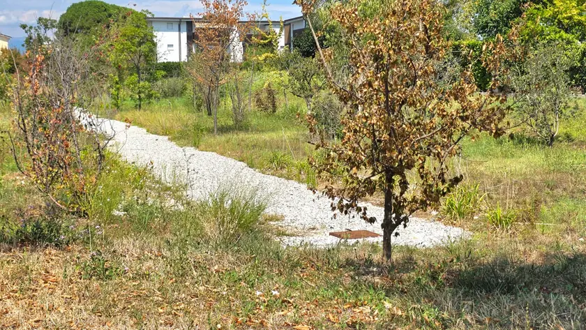 Siccità a Castelfranco, volontari innaffiano gli alberi per salvarli