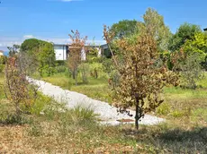 Siccità a Castelfranco, volontari innaffiano gli alberi per salvarli