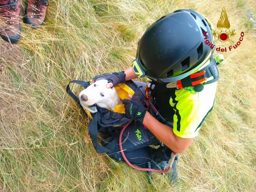 Il cucciolo di Maremmano tra le braccia del soccorritore