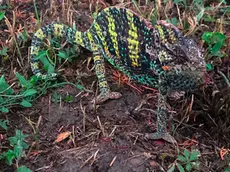 Il camaleonte ritrovato nel parco a Cadoneghe, nel Padovano