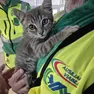 Il gattino salvato
