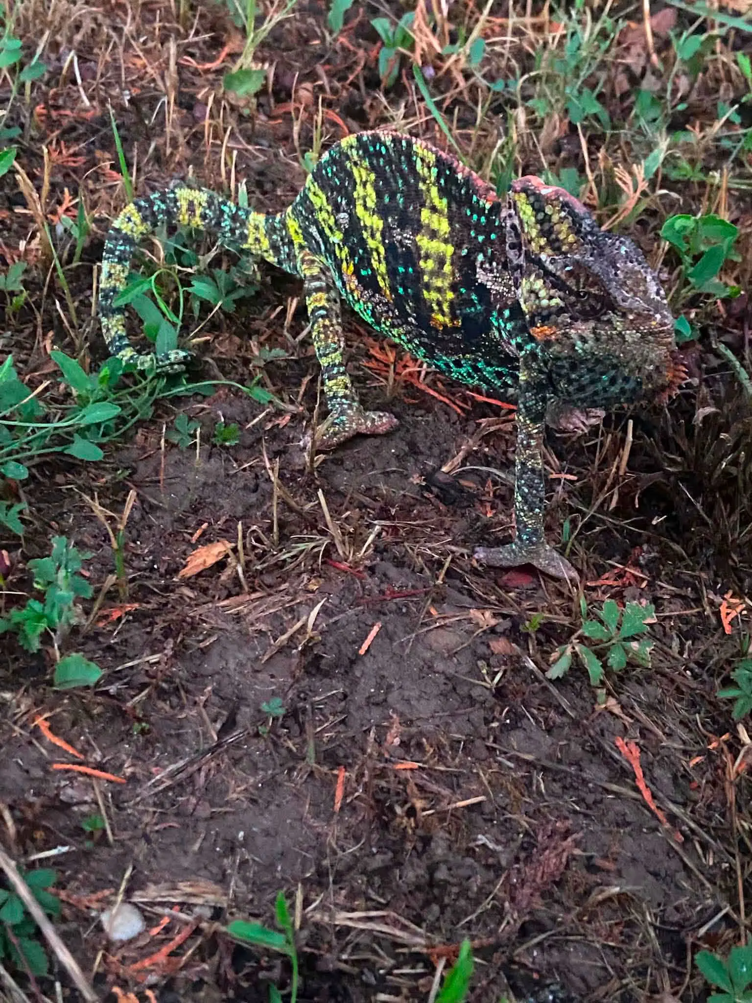 Il camaleonte ritrovato nel parco a Cadoneghe, nel Padovano