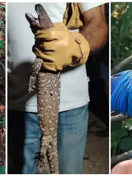 Il camaleonte trovato al parco, la lucertola velenosa nella Bassa Padovana, il pappagallo Dex sul Sile
