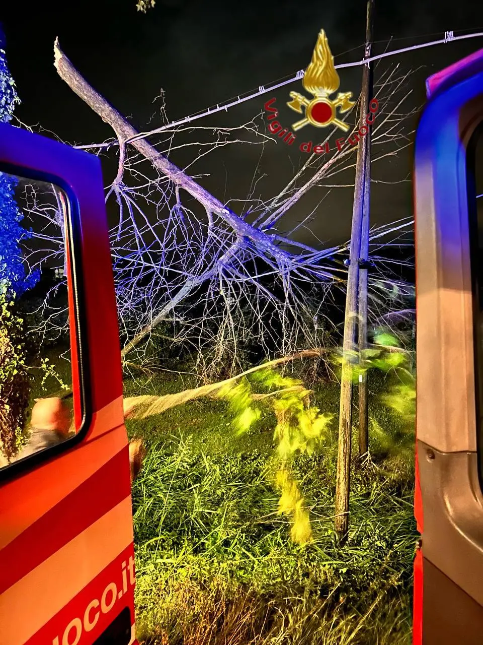 Un albero caduto nella Marca per il forte vento