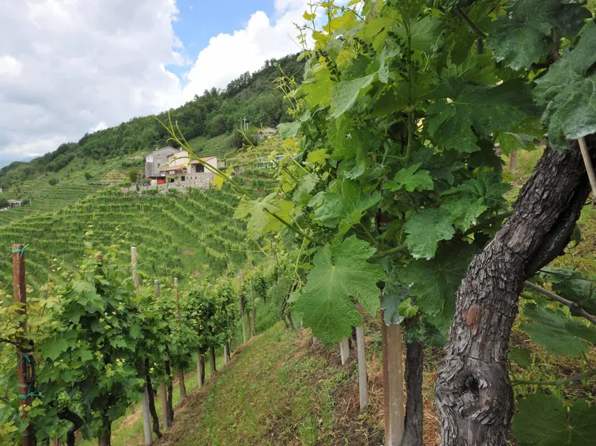 Il Prosecco scopre nuove rotte