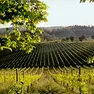 Le colline del Prosecco