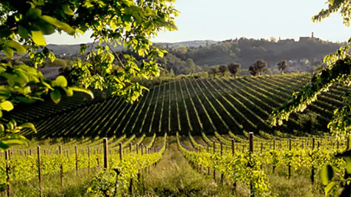 Le colline del Prosecco