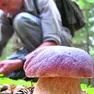 Previsti alcuni incontri sul tema dei funghi velenosi