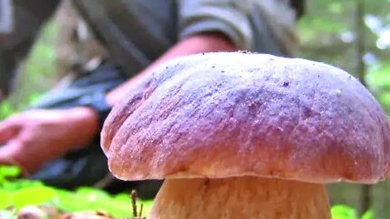 Previsti alcuni incontri sul tema dei funghi velenosi