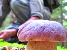 Previsti alcuni incontri sul tema dei funghi velenosi