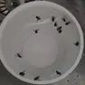 Invasione di insetti a Godega
