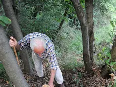 Una raccolta di funghi nel bosco
