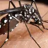 La Dengue è veicolata da zanzare infette