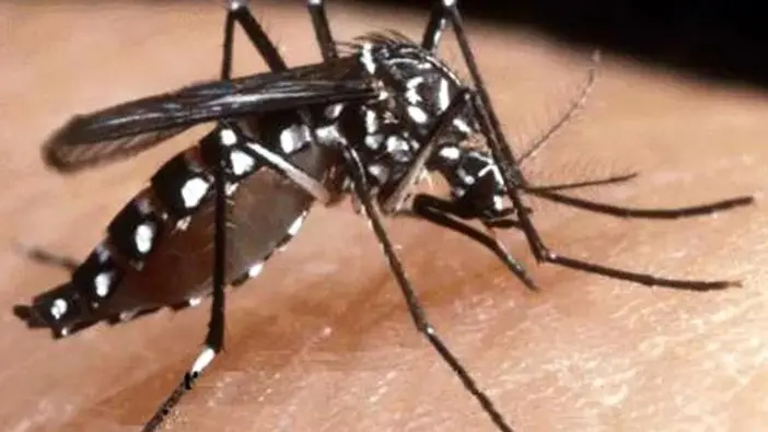 La Dengue è veicolata da zanzare infette