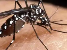 La Dengue è veicolata da zanzare infette
