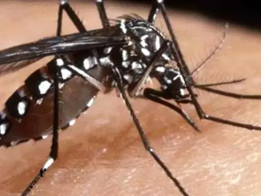 La Dengue è veicolata da zanzare infette