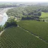 I filari di prosecco in pianura