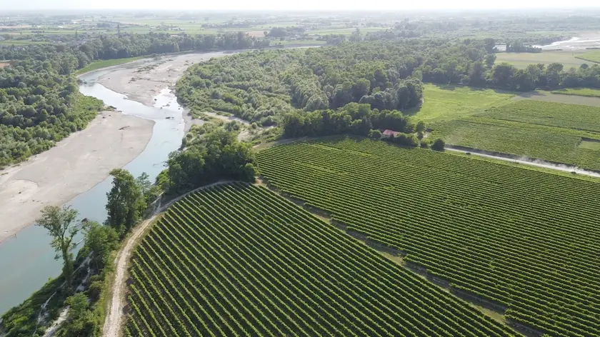 I filari di prosecco in pianura