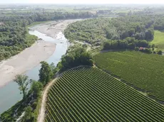 I filari di prosecco in pianura