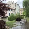 Il salice caduto