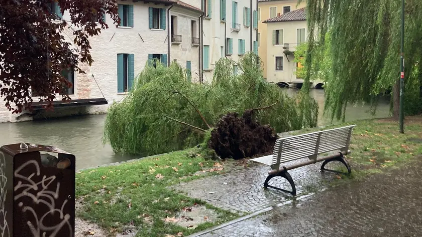 Il salice caduto