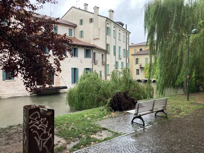 Il salice caduto