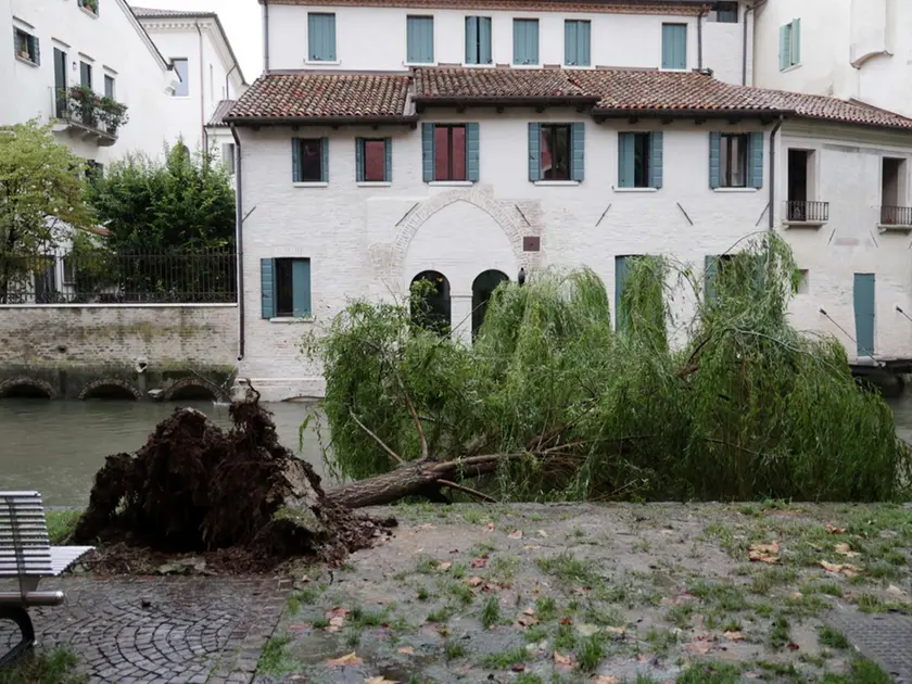 Il salice caduto (foto Mattiuzzo)