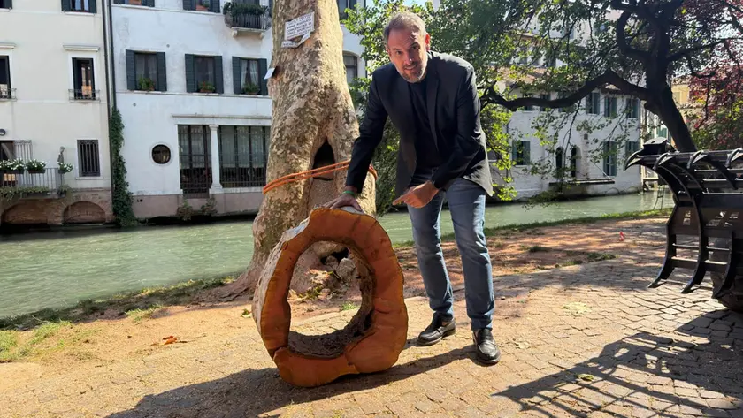Il sindaco Mario Conte con il tronco cavo del platano