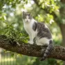 Un gatto di razza europea bianco e grigio, come Koby