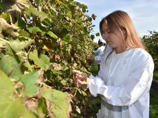 Agritech