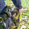 Un cane antidroga durante l'addestramento
